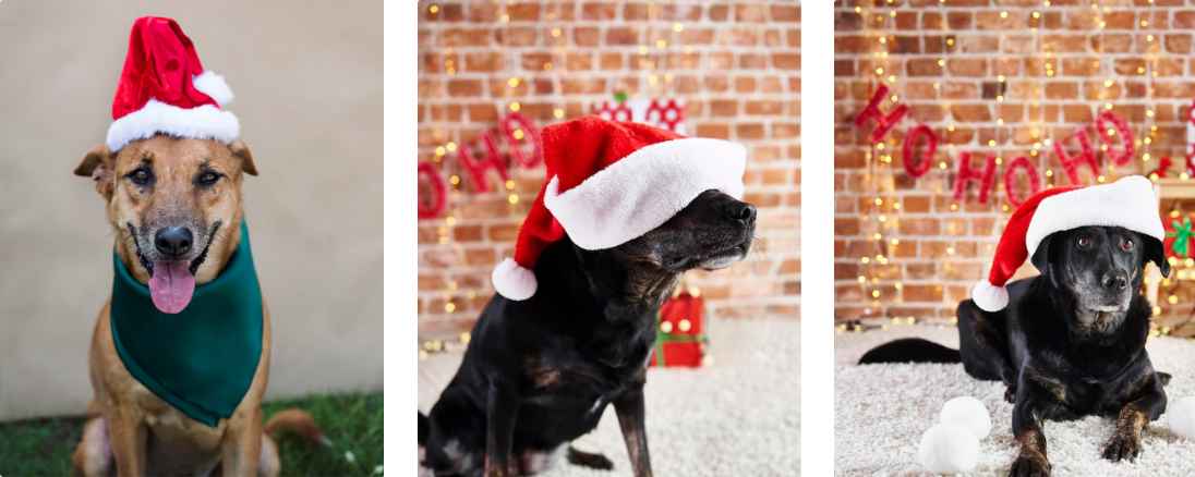 30+ Adorable Dogs That Are Ready For Christmas
